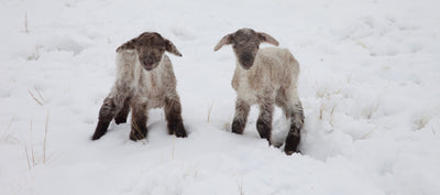 Lambing is a Season?