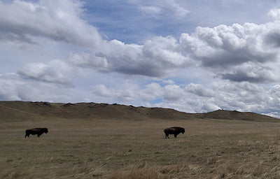 Bison Wool Pulling annual event at Mountain Meadow Wool