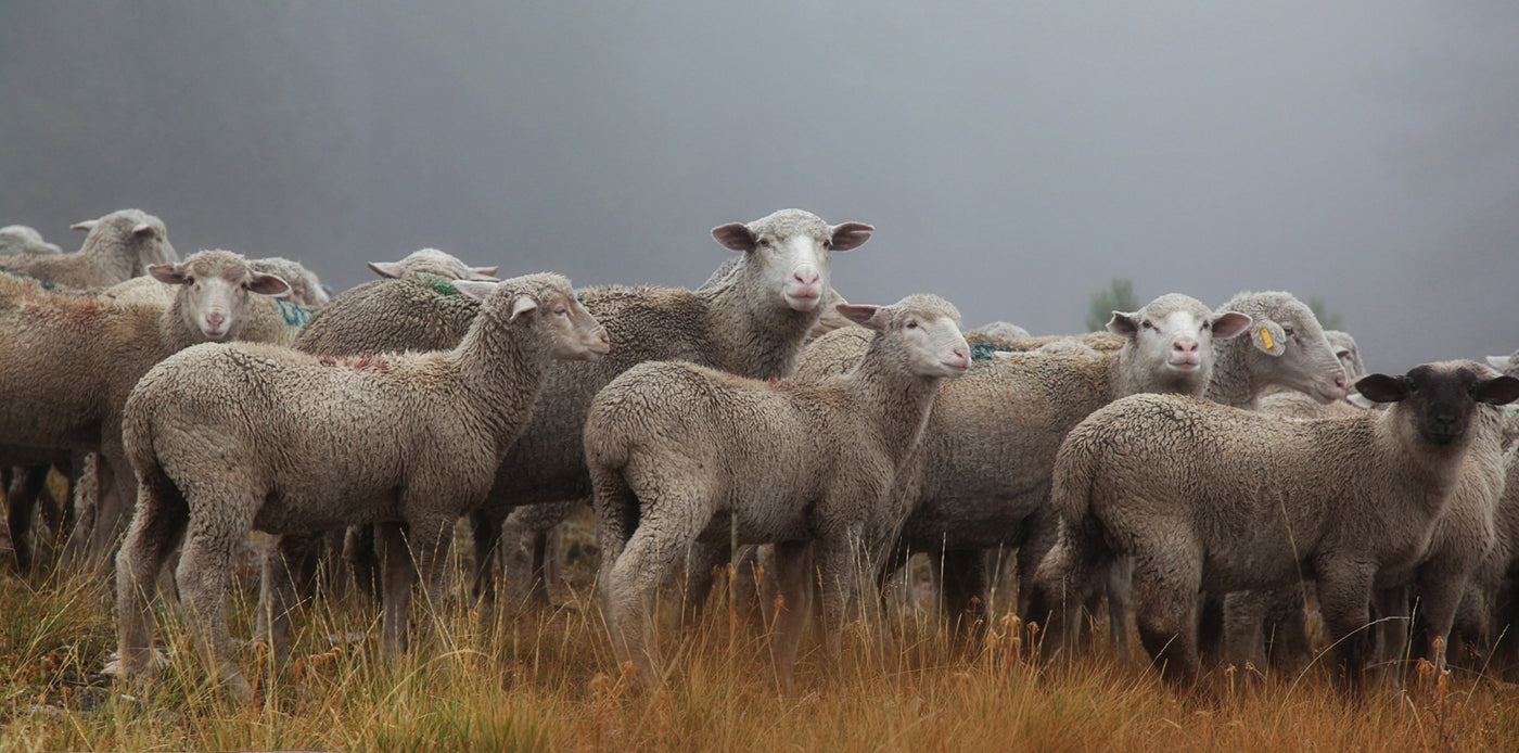 Mountain Meadow Wool | Buffalo, Wyoming Wool Mill